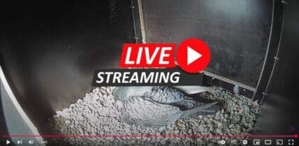 Live webcam slechtvalken