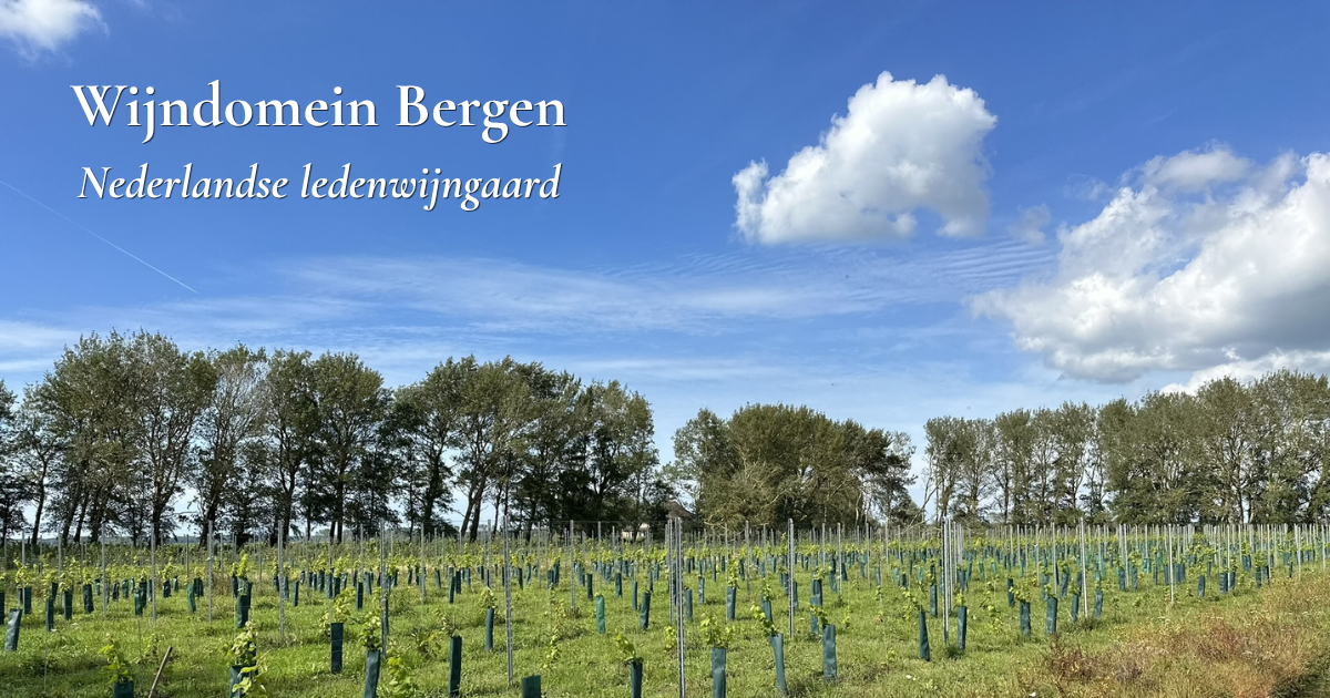 Wijngaard Bergen met jonge wijnstokken, bomen en blauwe lucht