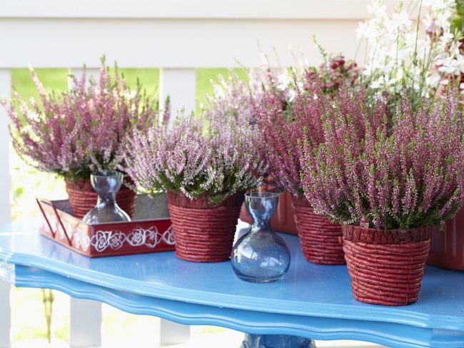 3 roze najaarsplanten