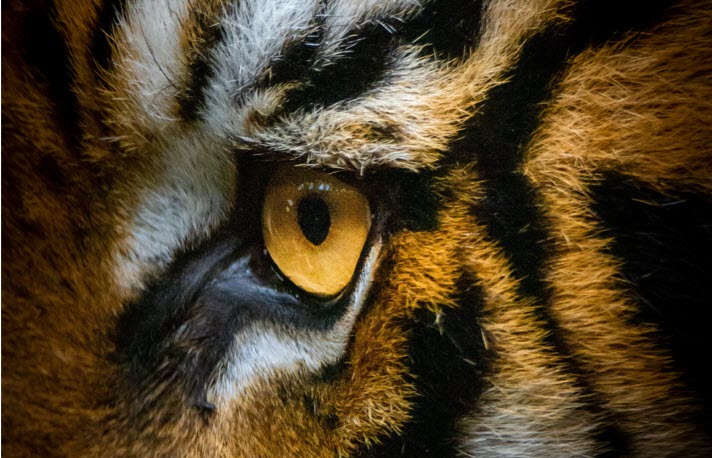 Het jaar van de tijger