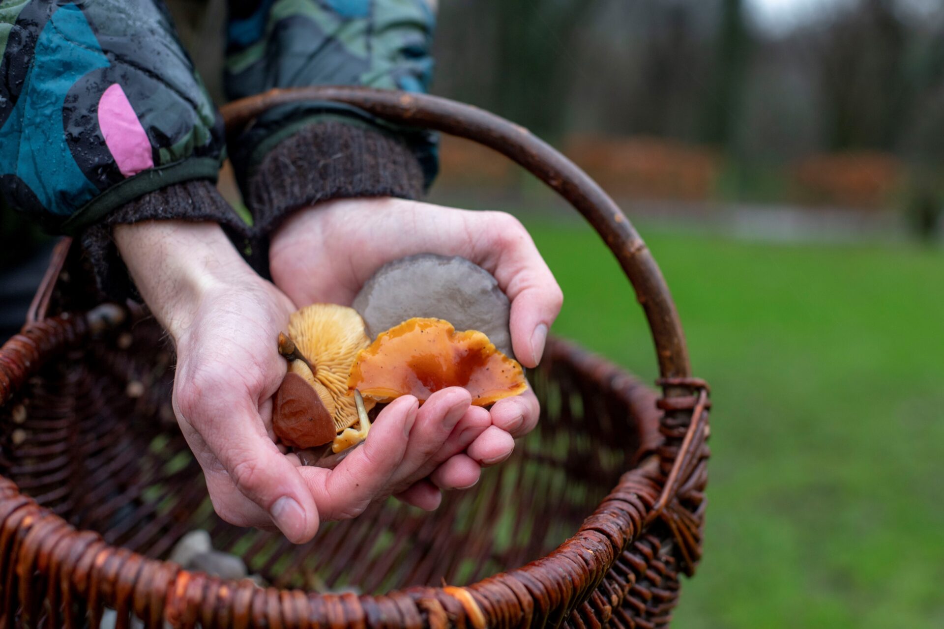 Paddenstoelen met Peter