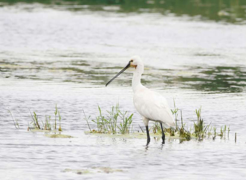 Kinderexcursie weidevogels