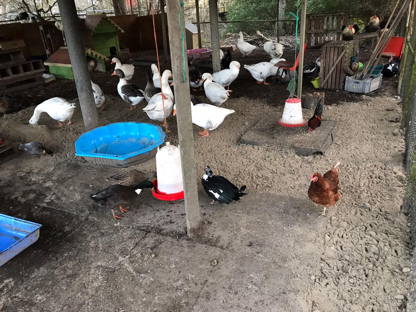 Vogelgriep raakt kinderboerderij