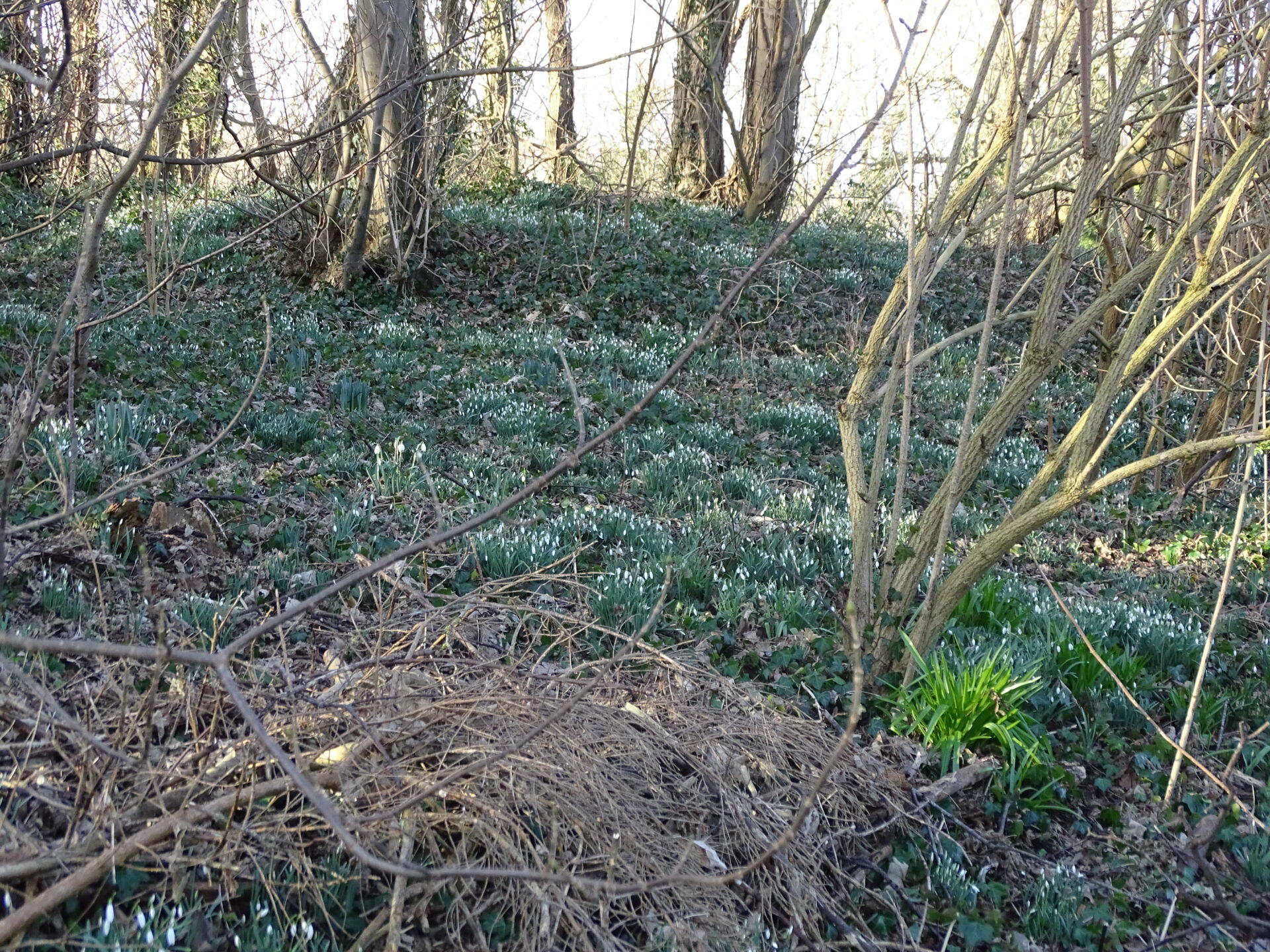 IVN-natuurwandeling in de Wimmenummerduinen