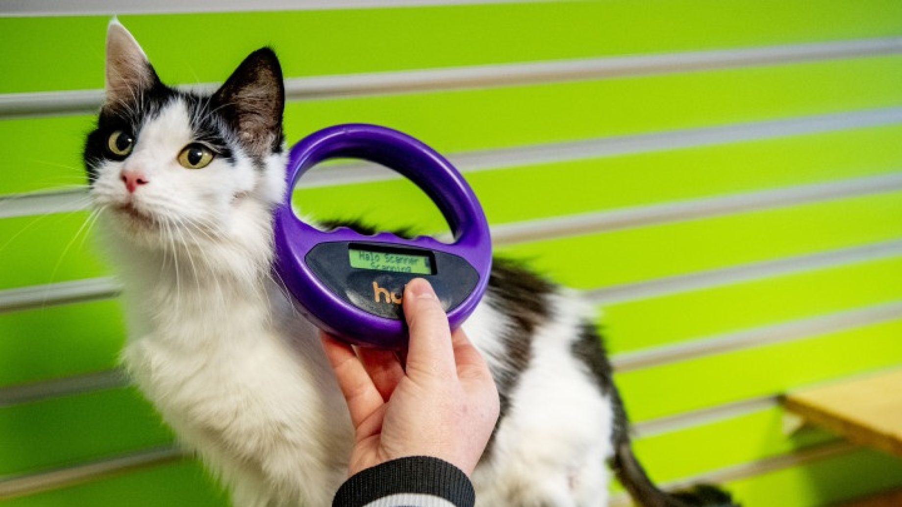 Gratis chipactie voor katten bij dierenambulance Noord-Kennemerland