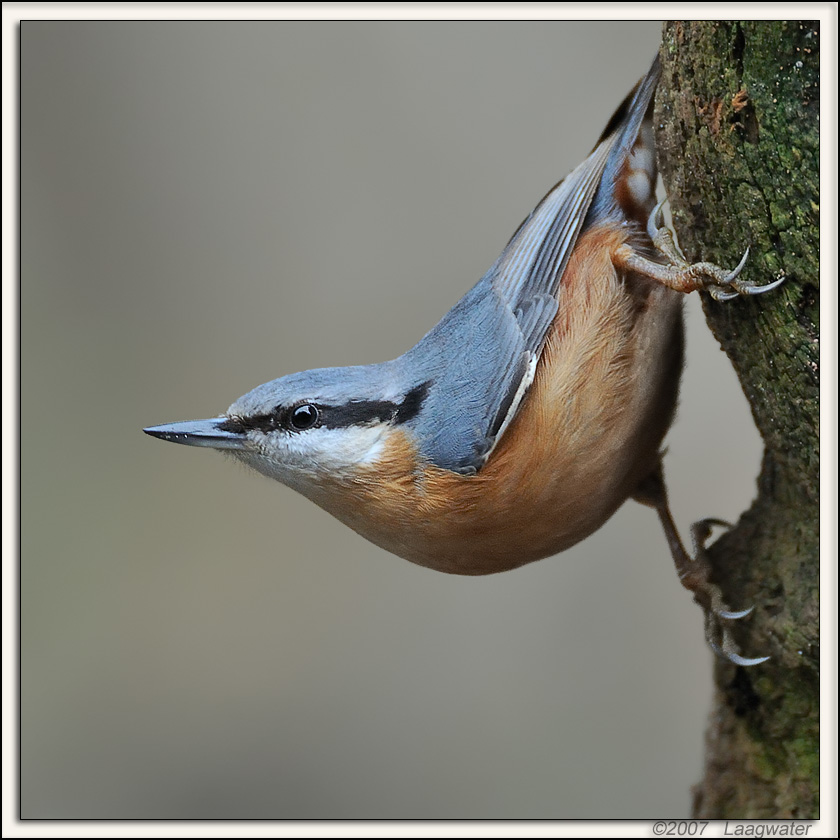 IVN-Lentewandeling Heilooër Bos op