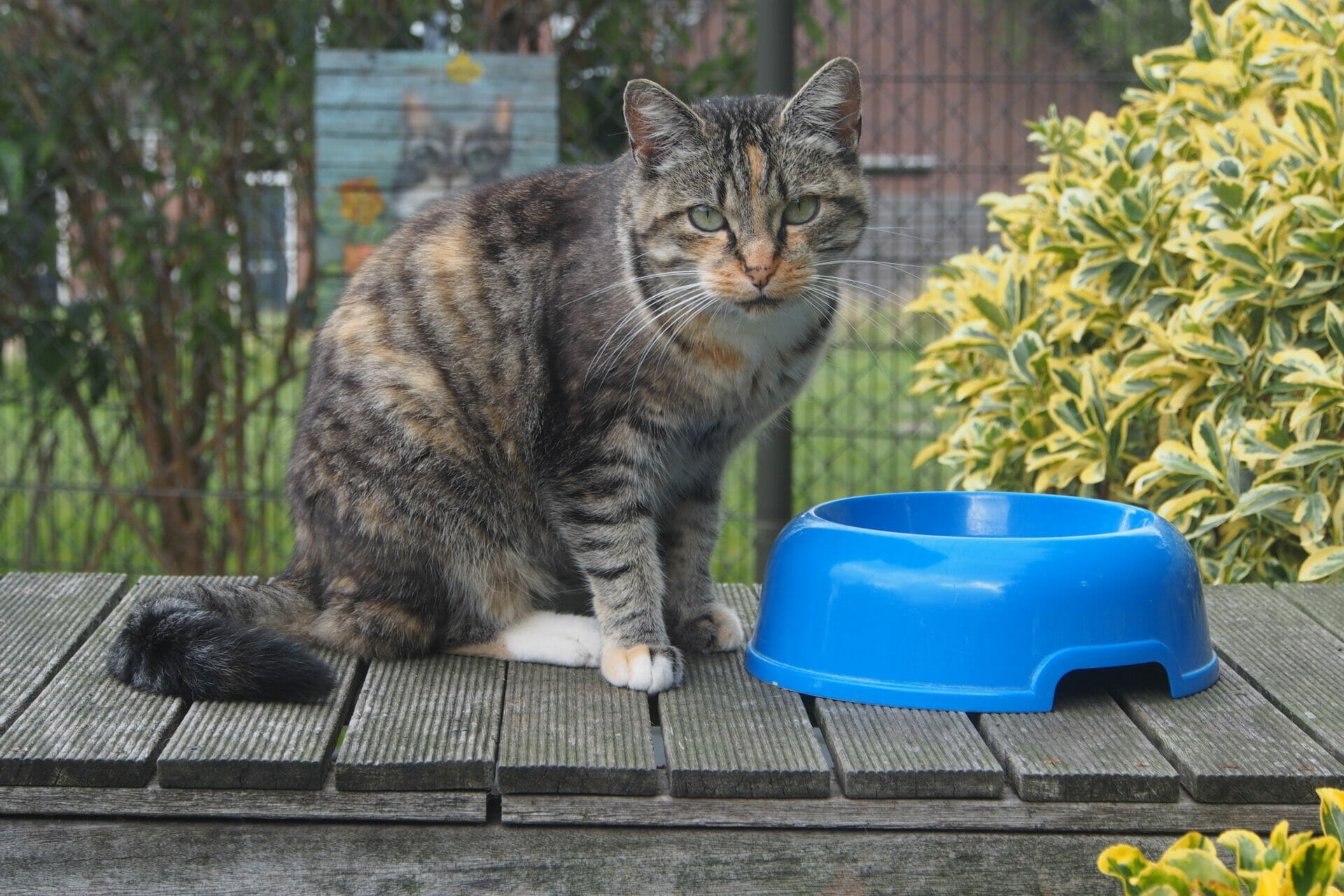 Stichting Zwerfdier zoekt collectanten