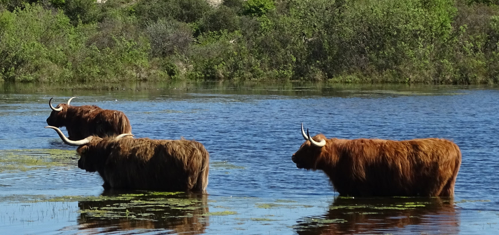 Wandeling Schaapskooi Bergen