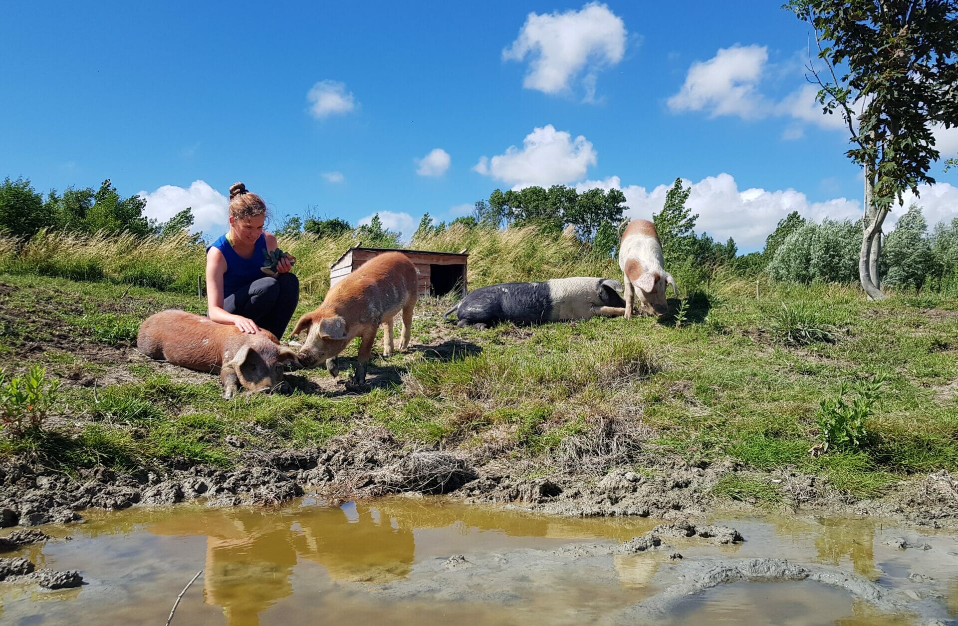 'Knuffelvarkens' gered van de slacht