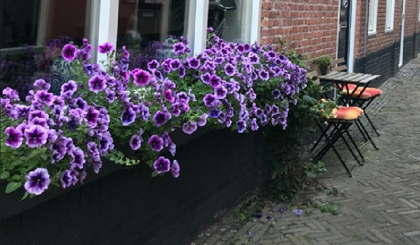 Doe mee met de Geveltuintjeswedstrijd