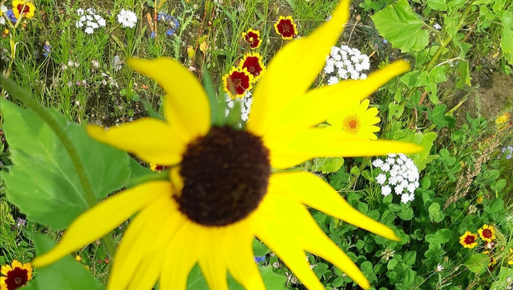 Biodiversiteit verbeteren? Samen kan het