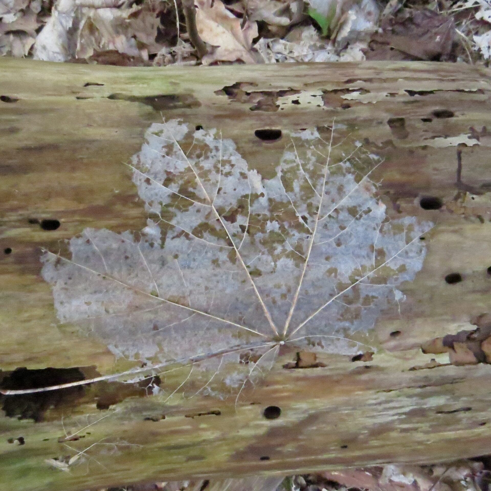 Winterwandeling bij de Schaapskooi Bergen