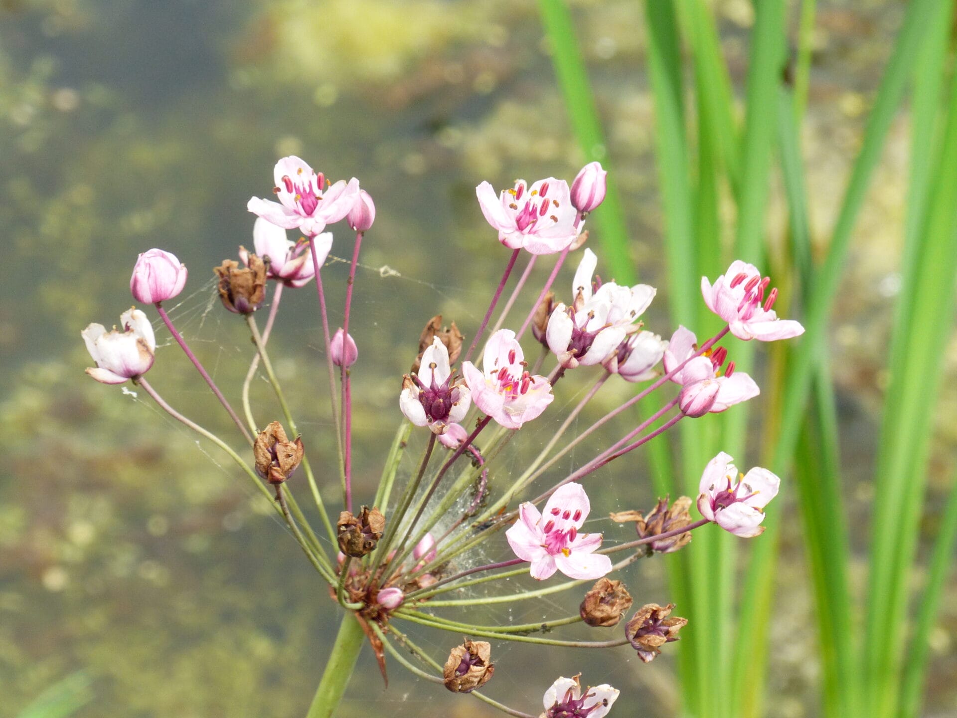 IVN wandeling Geestmerambacht