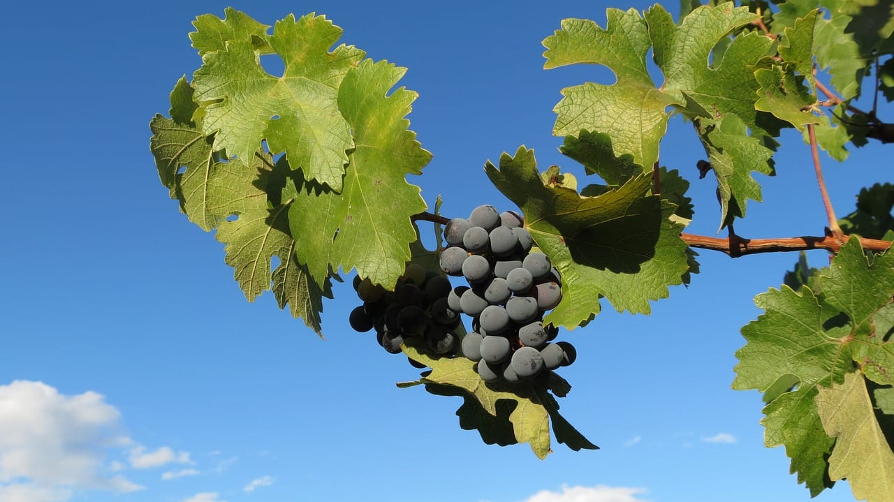 Ook in Nederland worden de druifjes nu geplukt…