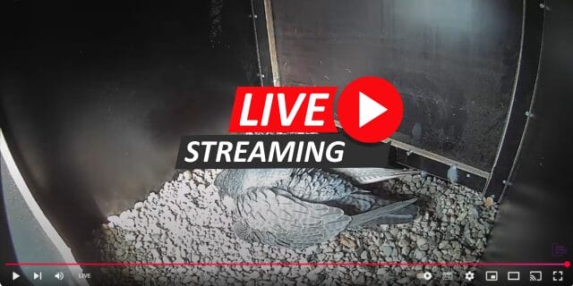 Slechtvalken nestelen op Grote Kerk Alkmaar