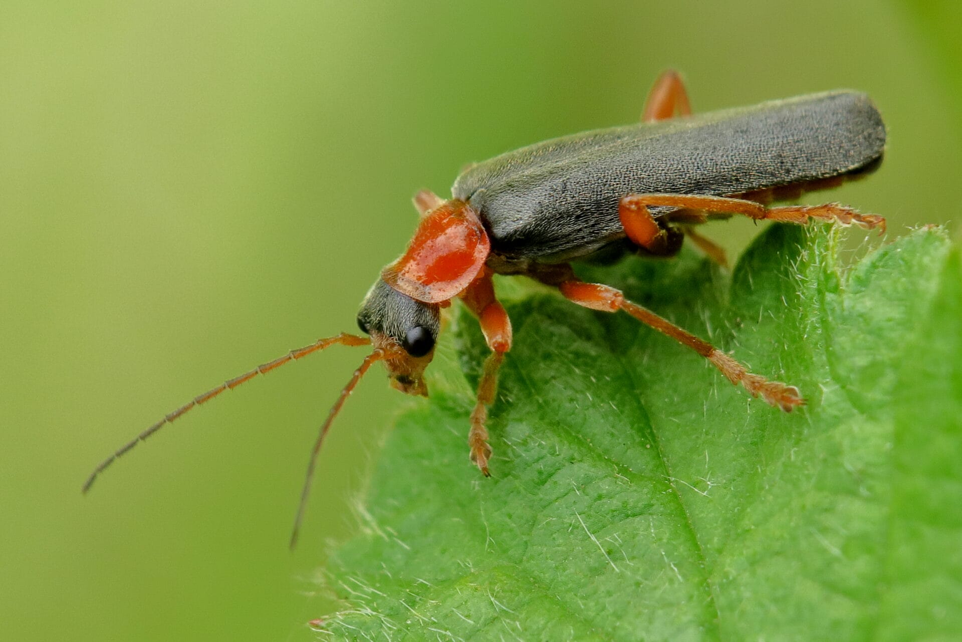 Voorjaarsexpositie in De Rijp toont kwetsbare schoonheid van de natuur