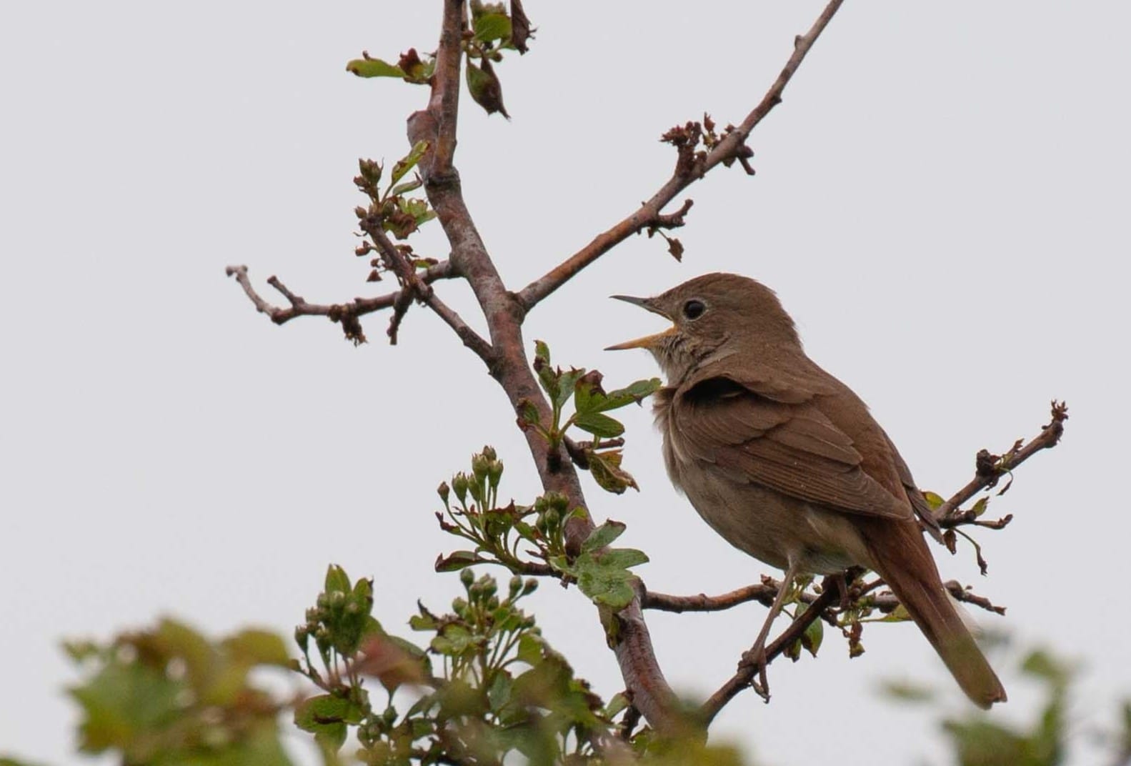 Lenteconcert in de duinen