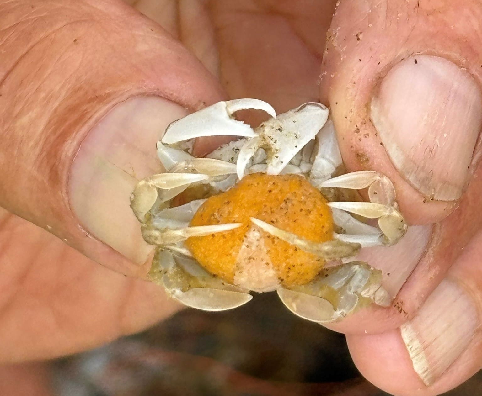 Korren met gids in Bergen aan Zee