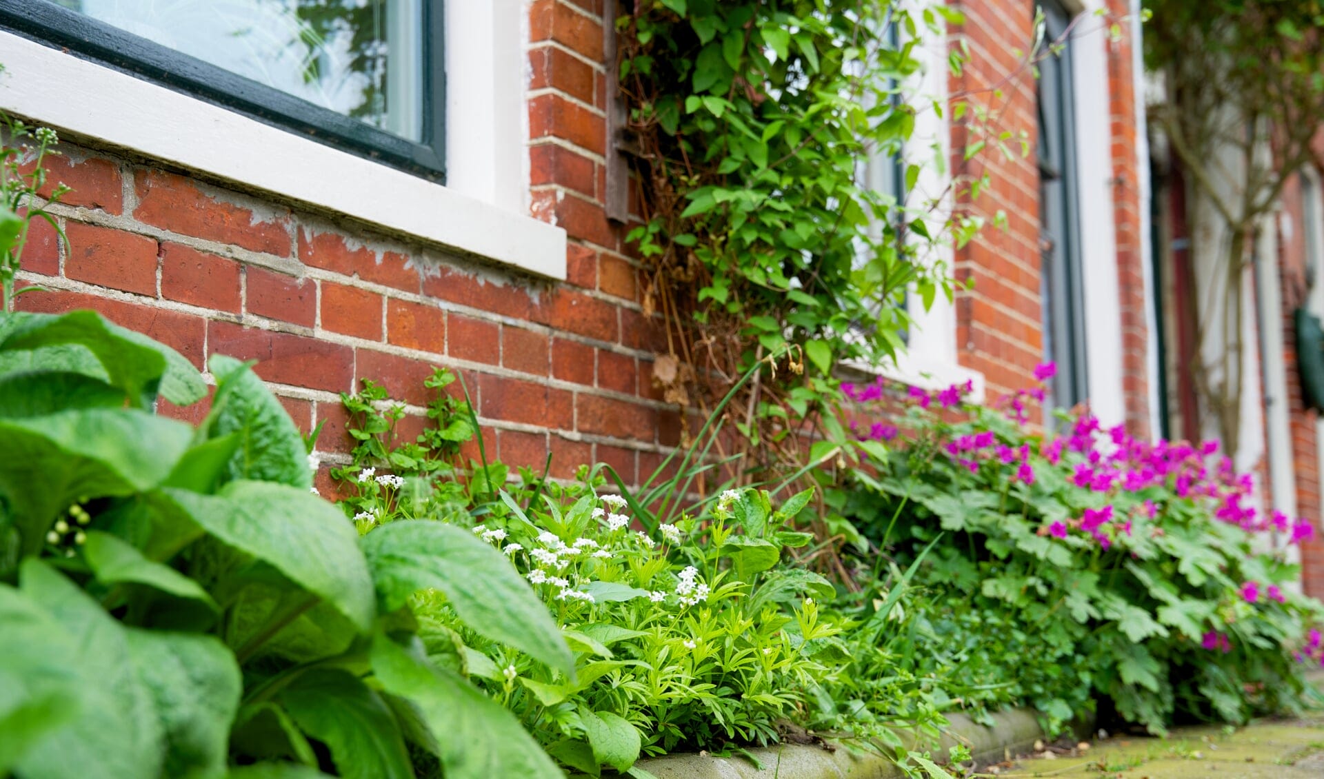 Wie heeft de mooiste Geveltuin van Alkmaar?