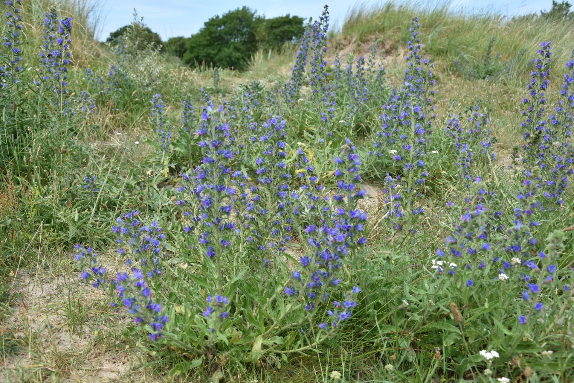 Zomerse duinwandeling vol verhalen en natuur