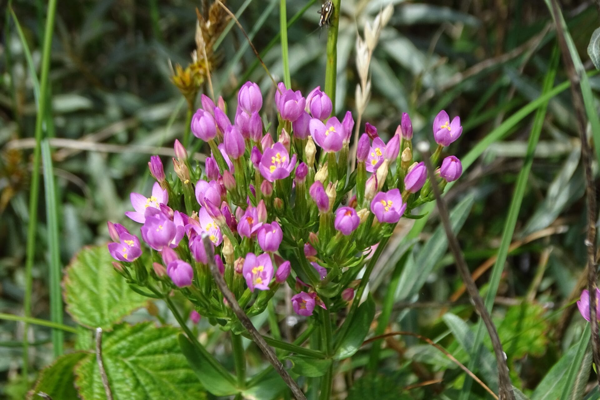 Struinen door de zomerduinen