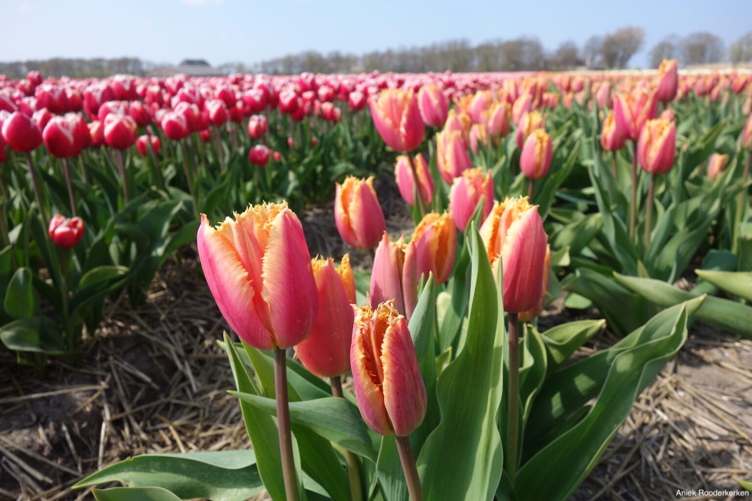 Biologische bollenteelt in Egmond