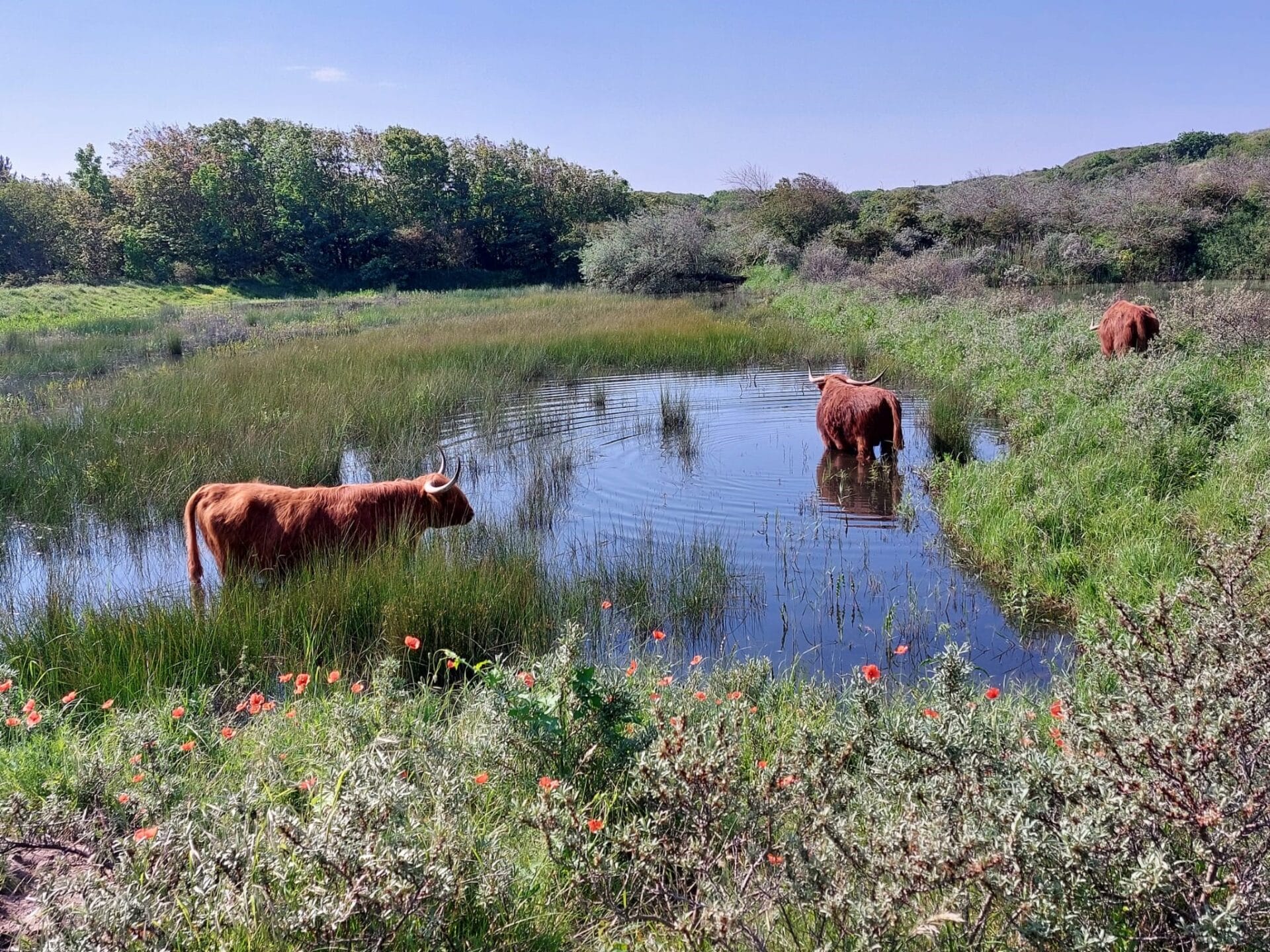 Exmoorpony’s in de Wimmenummerduinen