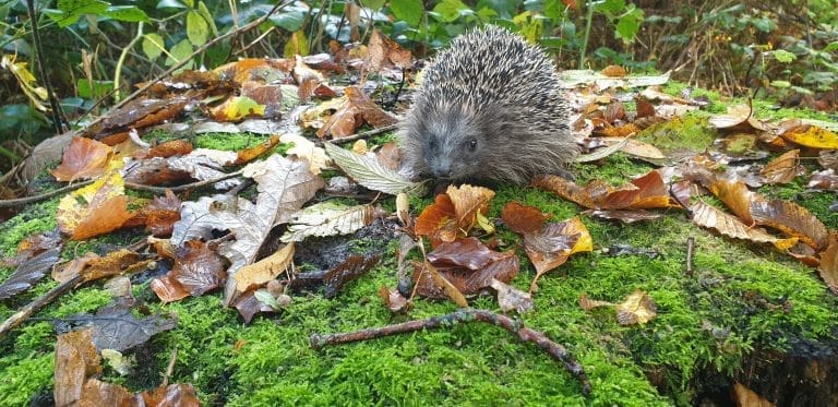 Egelsnelweg in Alkmaar?