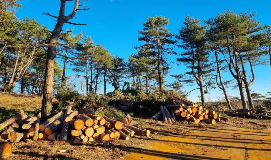 Bomen weg? Dit is waarom!