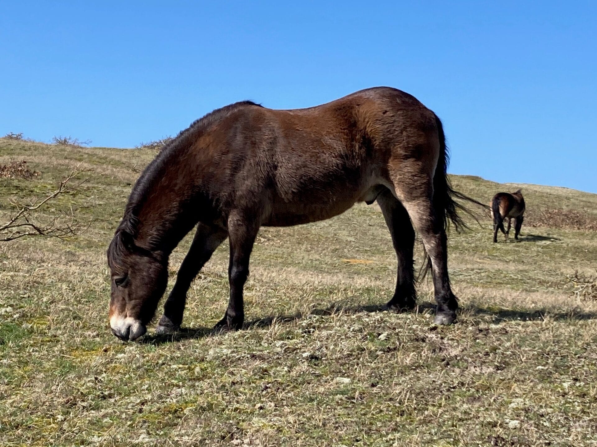 Grote Grazer in Bergen aan Zee