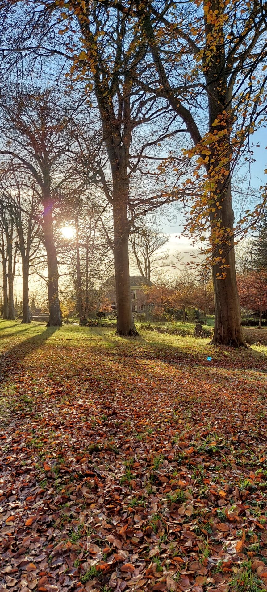 Het Heilooër Bos staat in volle gloed