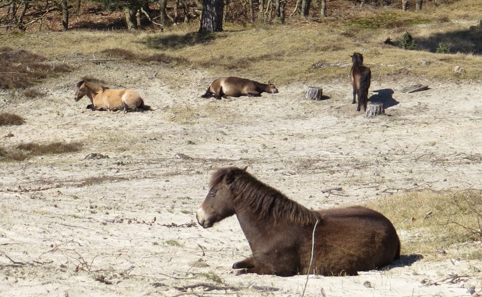 Winterwandeling door de duinen
