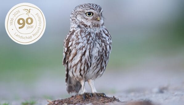 Top 5 uilen om te spotten in Noord-Holland