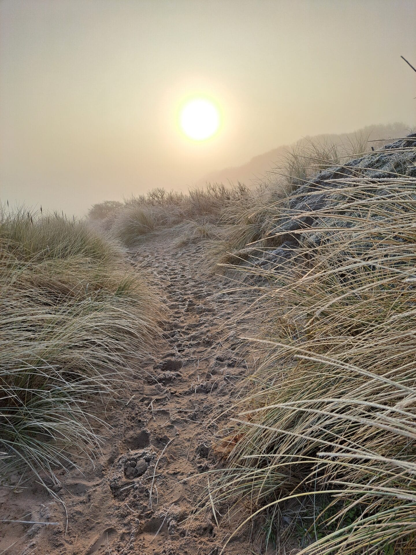 Winterwandeling door bos en duin