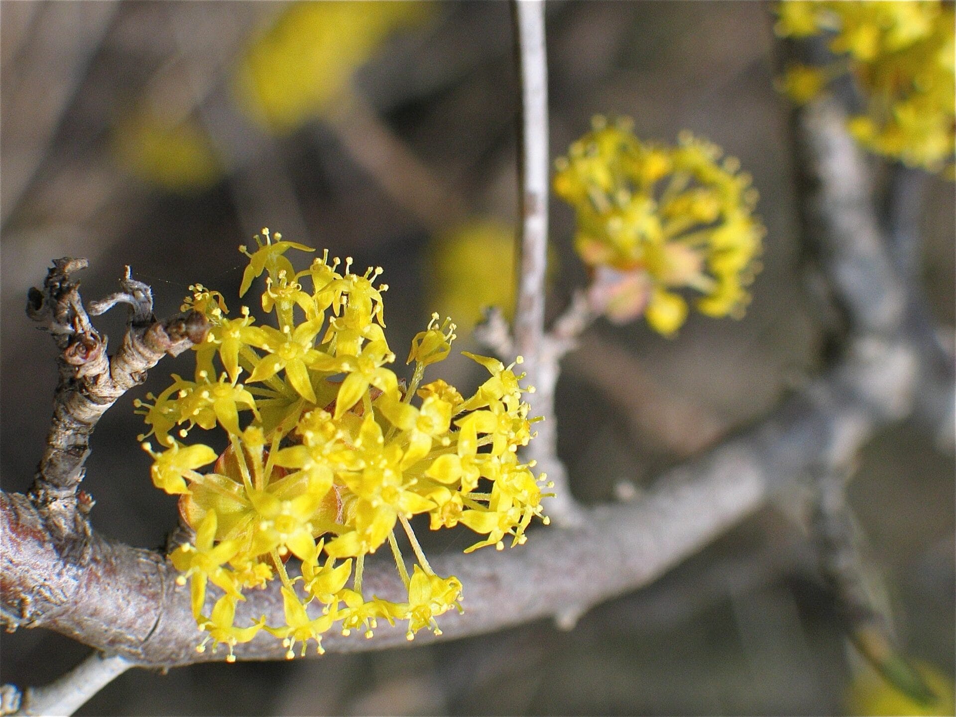 Van knop tot kruin in Hortus Alkmaar