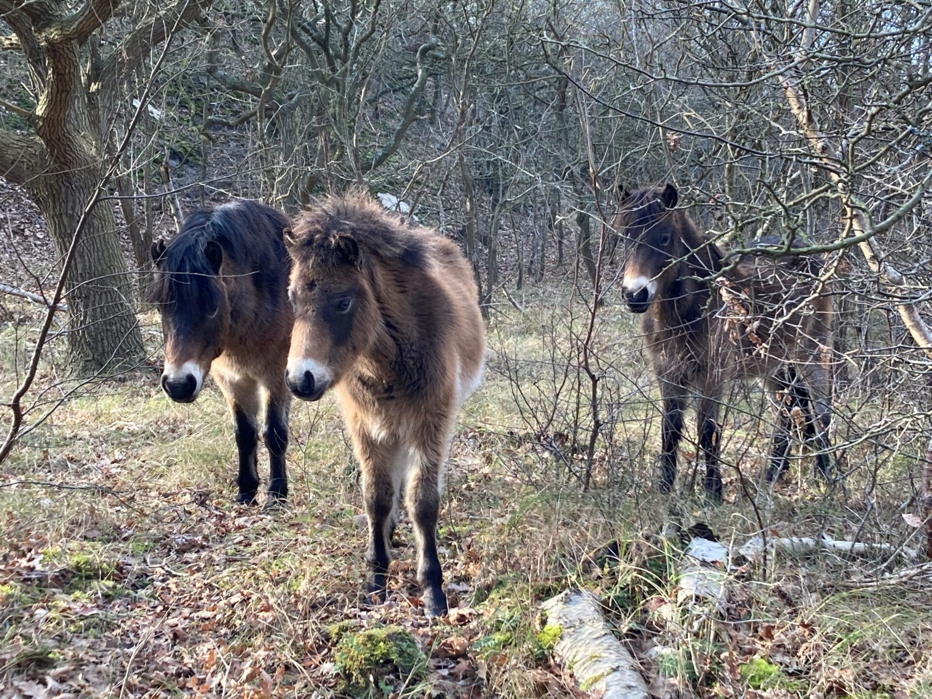 Natuur- en cultuurwandeling in Bergen aan Zee