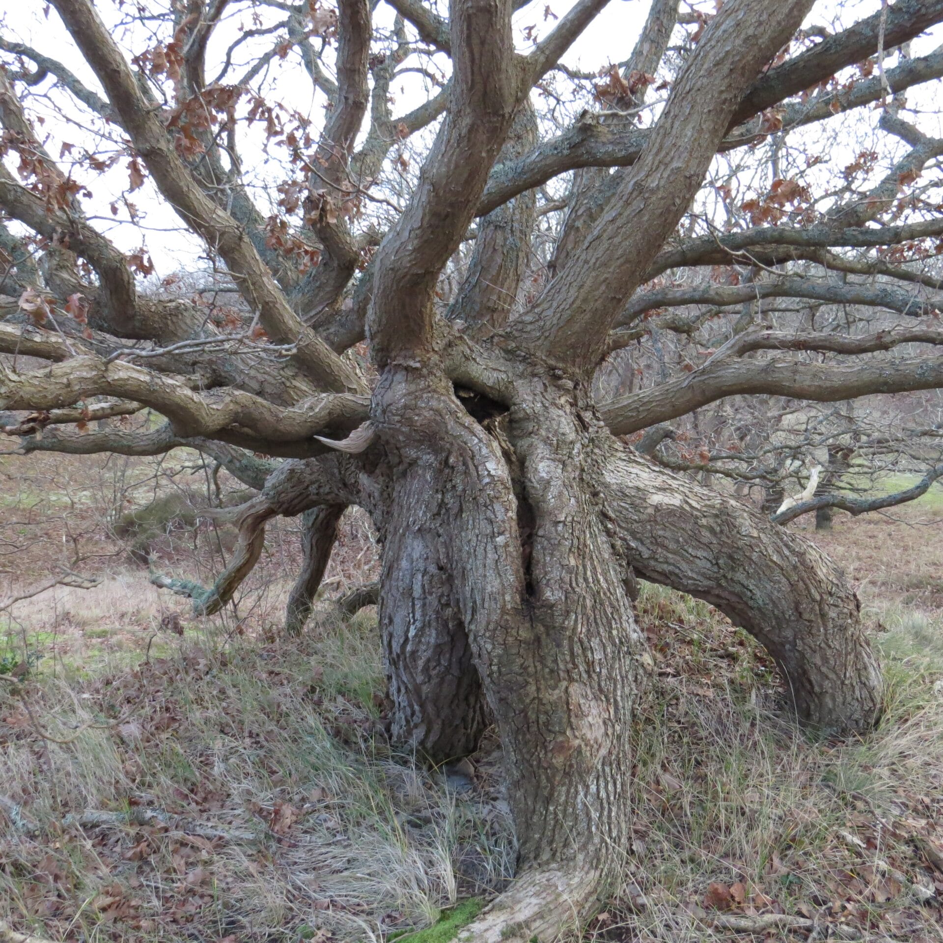 Jutwandeling door duin en strand bij Bergen aan Zee