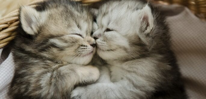 Gratis castratie of sterilisatie voor katten