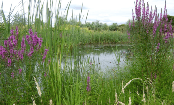 Lezing over pure natuur in Alkmaar
