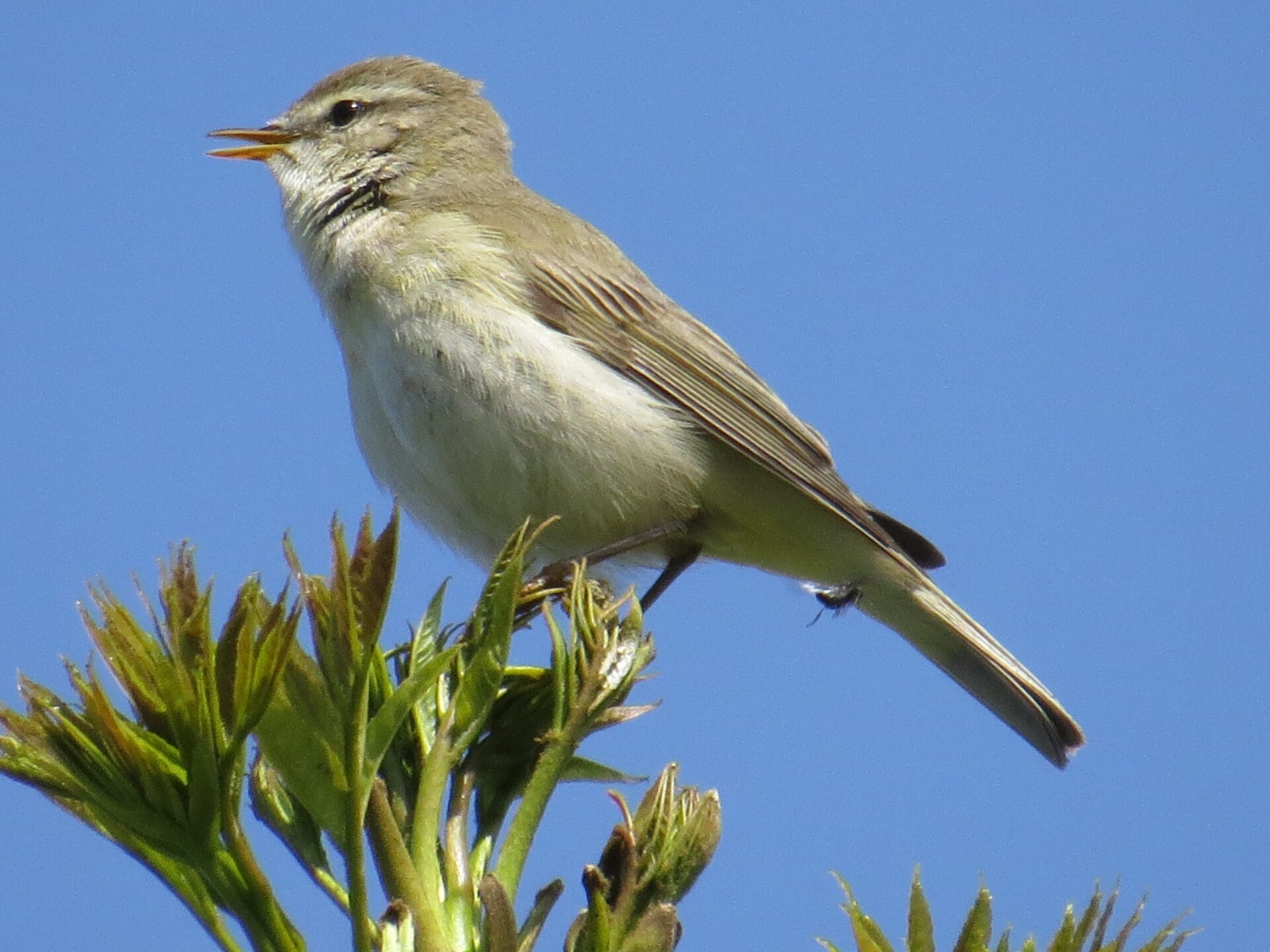 Voorjaarsgeluiden in de duinen