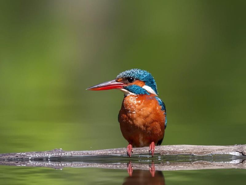 Fluisterend door het riet