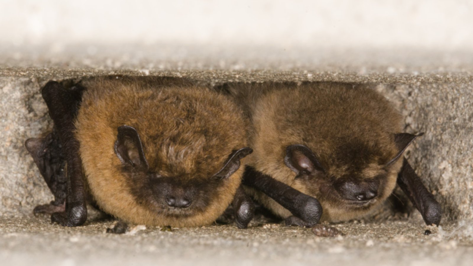 Vleermuizen spotten in Oudorp