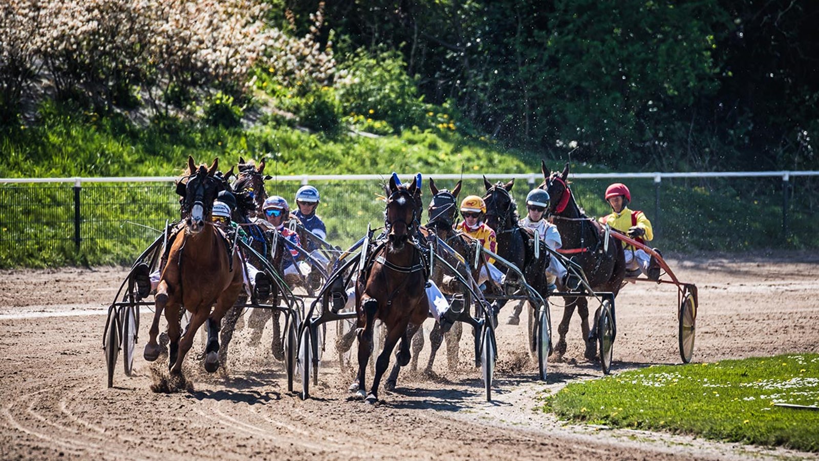 Snelste paarden strijden op Pinkstermaandag