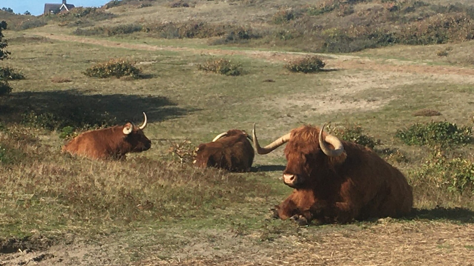 Bloeiende duinen in Bergen aan Zee