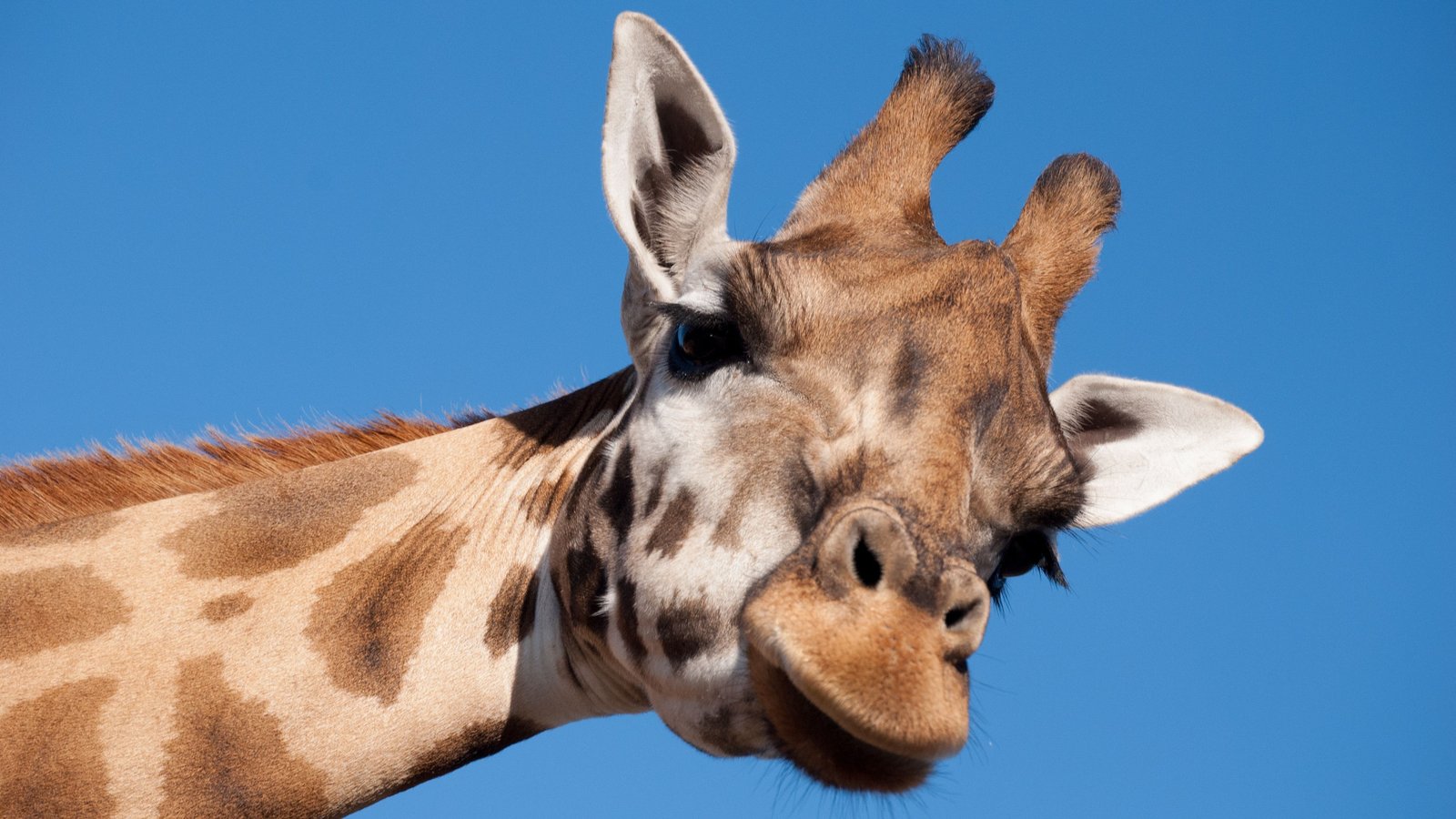 mvdsande-giraffe-1124451.jpg