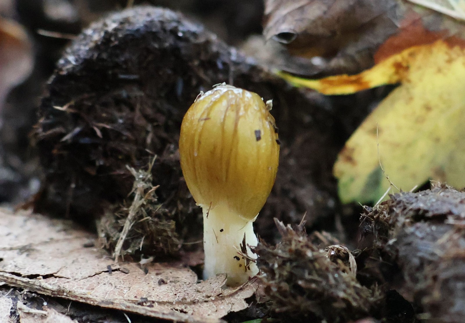 Gele paddenstoel met witte steel groeit tussen donkerbruin mos en dode plantenresten op de bosgrond.