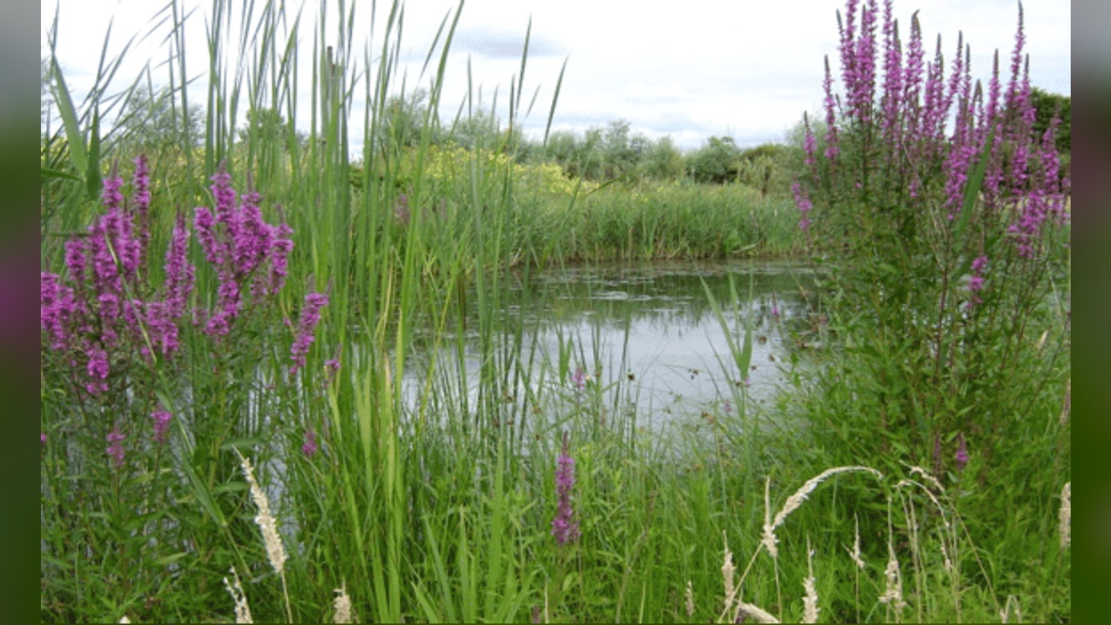 Wetland met paarse bloemen en riet langs een water met bosrijk landschap op de achtergrond.
