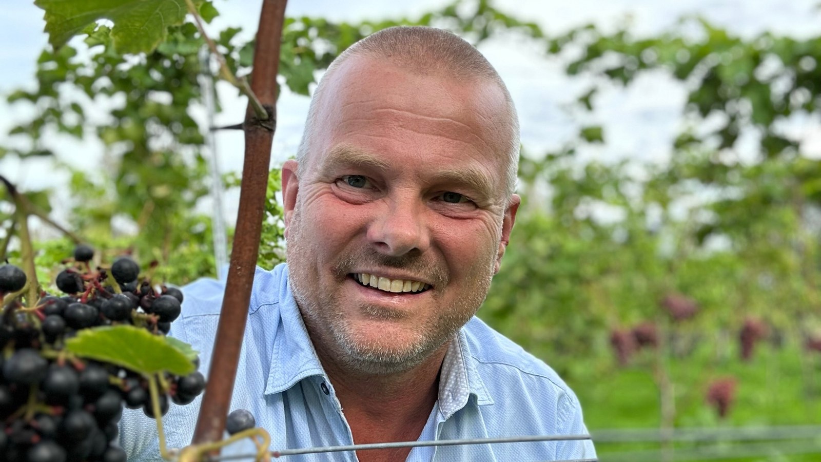 Wilde bijen in de wijngaard