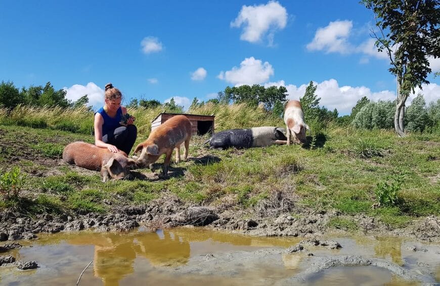 Knuffelvarkens in Koedijk