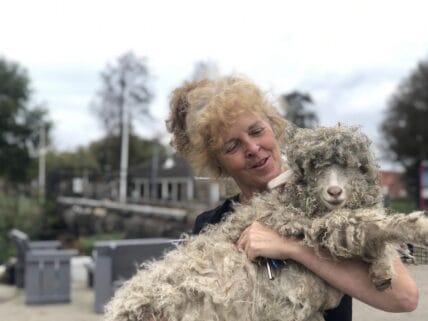 Crowdfunding voor de onfortuinlijke geit Mekker van Wijkboerderij Alkmaar